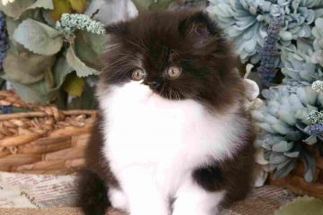 Tuxedo Persian Cat