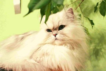 solving Persian cats behavior problems