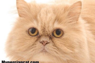 Flat-Faced Persian Cats