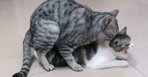 Mating Persian cats steps
