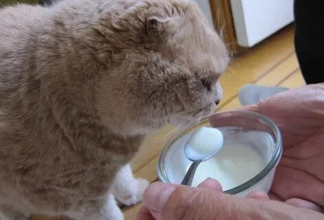 A Persian cat eating yogurt
