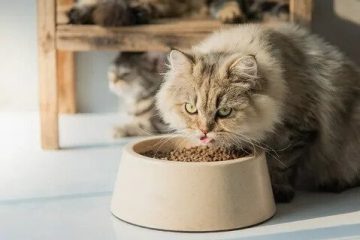 Is it ok for Persian cats to eat dog food